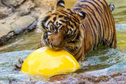 tiger enrichment toys