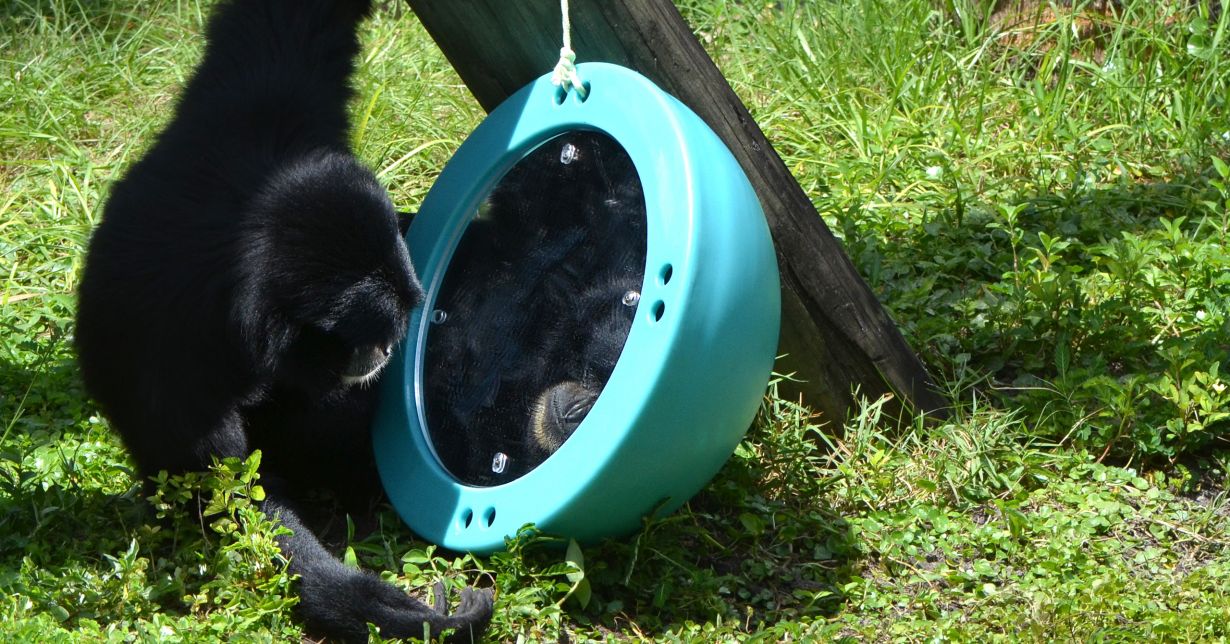 animal enrichment toys