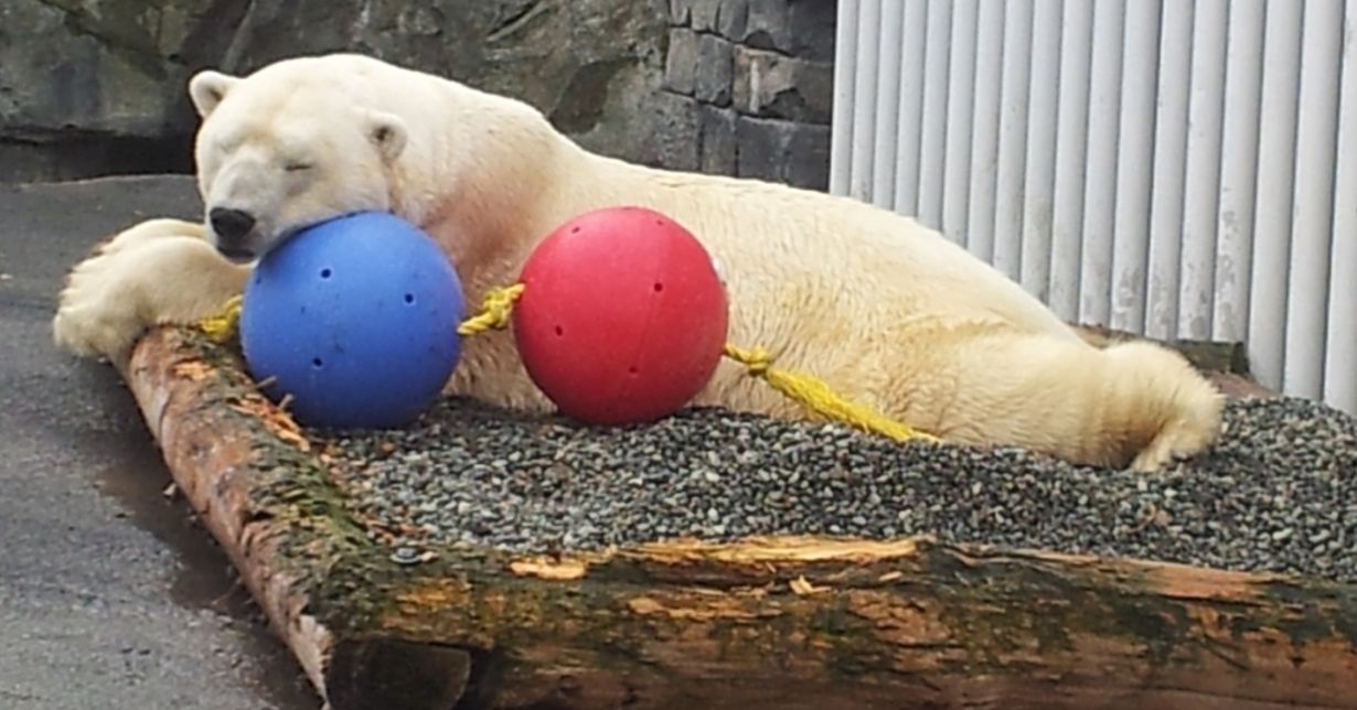 enrichment toys for zoo animals