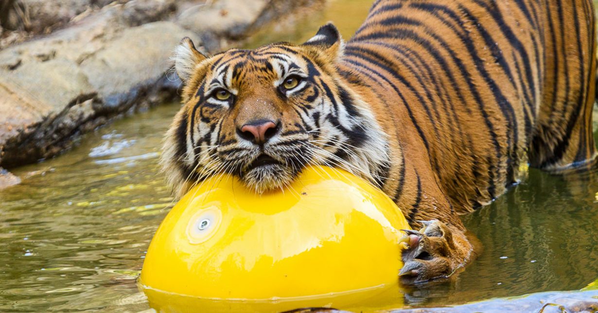 zoo enrichment toys