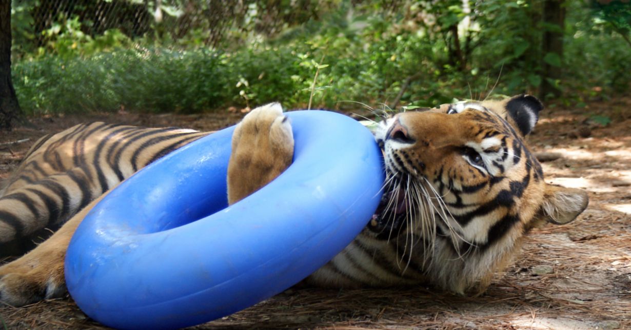 tiger enrichment toys